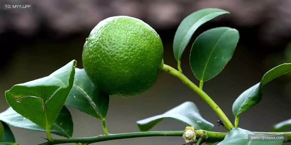 巅峰对决,不容错过!🏀✨